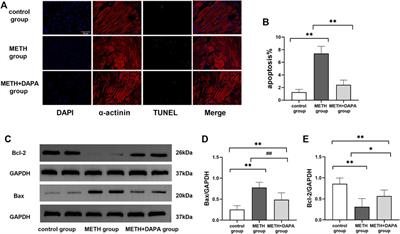 Dapagliflozin Protects Methamphetamine-Induced Cardiomyopathy by Alleviating Mitochondrial Damage and Reducing Cardiac Function Decline in a Mouse Model